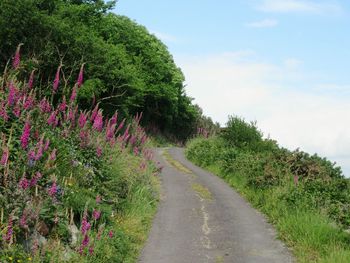 Road passing through landscape