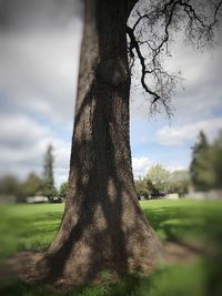 Close-up of tree trunk