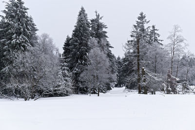 Trees on snow covered field against sky