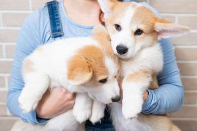 Midsection of woman holding puppies