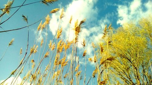 Low angle view of trees against blue sky