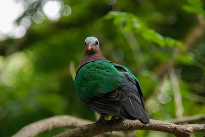 Close-up of bird perching on tree