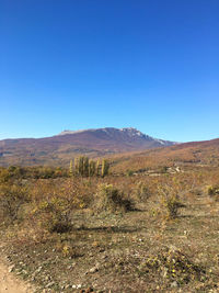 Scenic view of field against clear blue sky