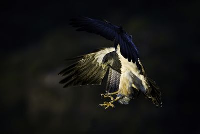 Close-up of bird flying