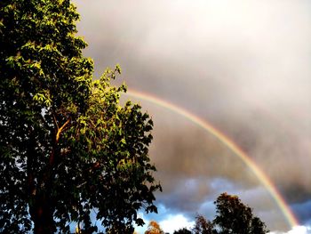 Low angle view of tree against rainbow in sky