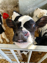 High angle view of cow in pen