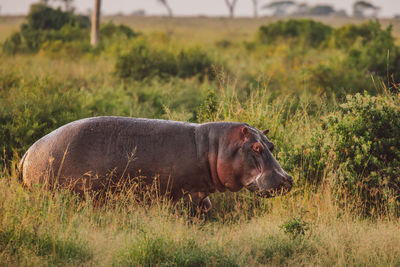 Hippopotamus standing on field