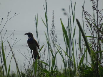 Bird perching on grass