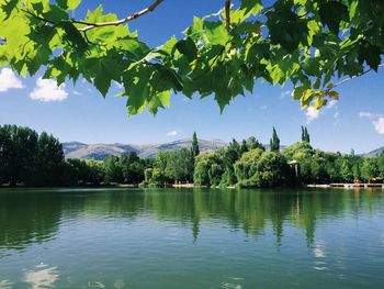 Reflection of trees in calm lake