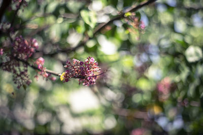 Close-up of pink flower on tree