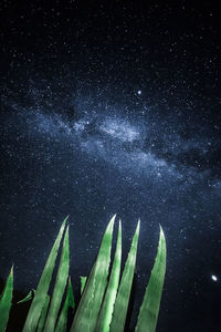 Low angle view of succulent plant against sky at night