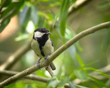 Close-up of bird perching on branch
