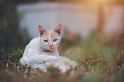 Portrait of cat relaxing on land