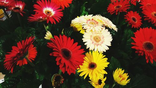 Full frame shot of colorful flowers