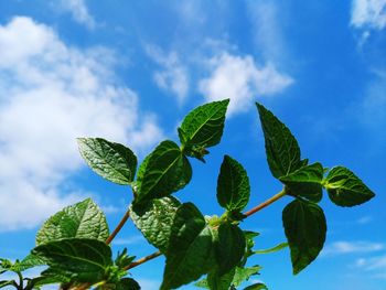 Low angle view of leaves against sky