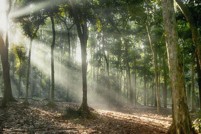 Sunlight streaming through trees in forest