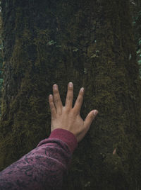 Close-up of hands on tree trunk