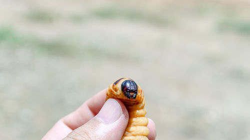 Close-up of hand holding small