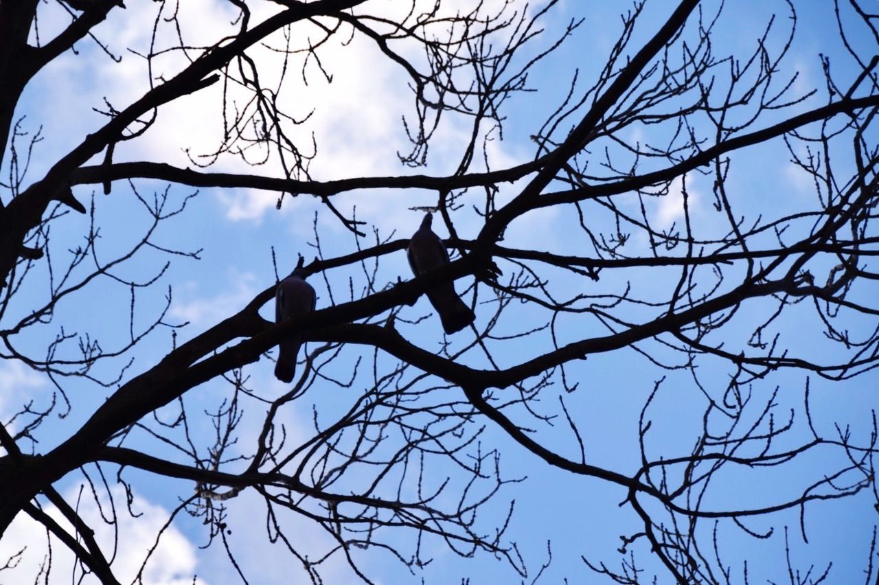 branch, low angle view, bare tree, tree, sky, nature, clear sky, silhouette, blue, tranquility, twig, beauty in nature, outdoors, day, no people, growth, close-up, dead plant, scenics, sunlight