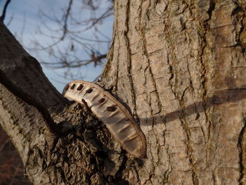 Close-up of butterfly on tree trunk