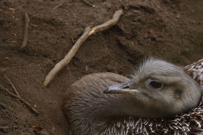 High angle view of bird on field