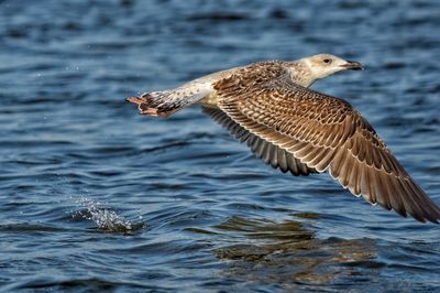 Close-up of seagull flying over sea