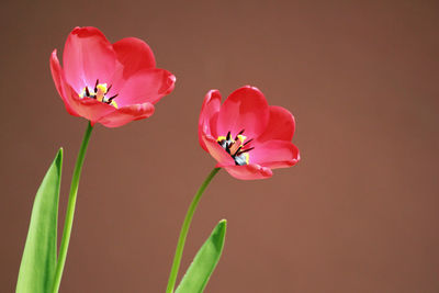 Close-up of pink rose flower