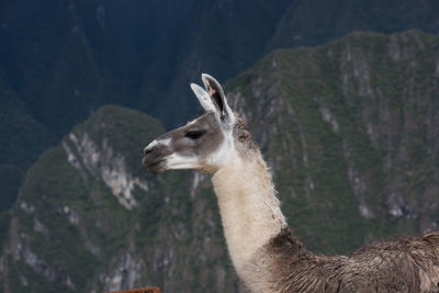 Side view of a llama against mountains