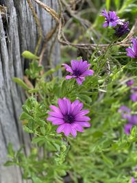 Close-up of purple flowering plants