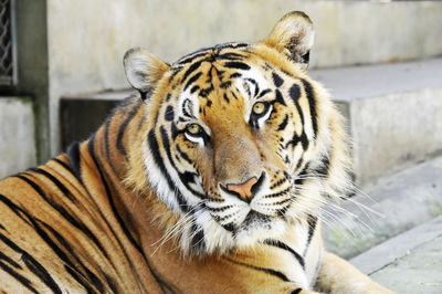 Close-up portrait of tiger