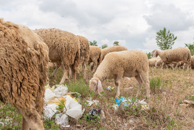 Sheep in a field