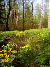Yellow flowers blooming on field