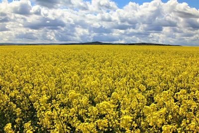 Scenic view of oilseed rape field against sky
