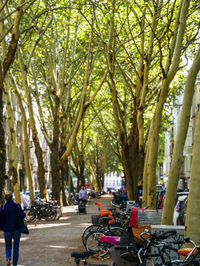 People on bicycle in city