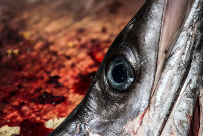 Close-up of dead fish