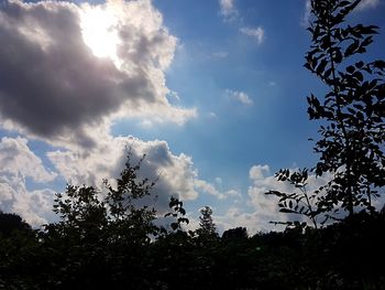 Low angle view of trees against sky