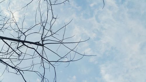 Low angle view of bird flying against sky