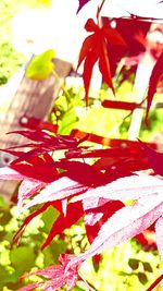 High angle view of maple leaves on plant