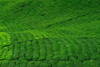 Full frame shot of crops on field