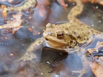 High angle view of frog swimming in lake