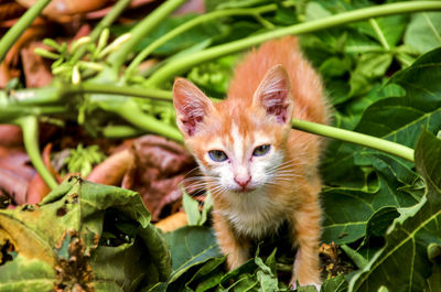 Portrait of cat on plant