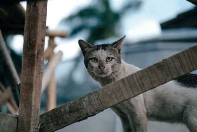 Portrait of cat by fence