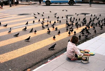 Rear view of girl sitting on sidewalk by pigeons on road