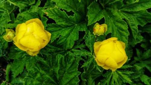 Close-up of yellow flowering plant