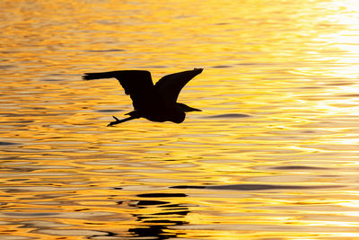 Silhouette bird flying over lake