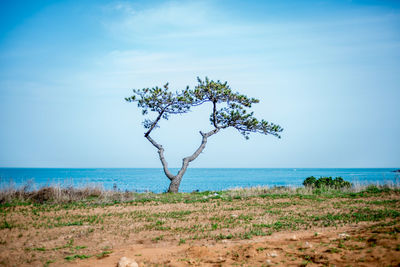 Scenic view of sea against clear sky