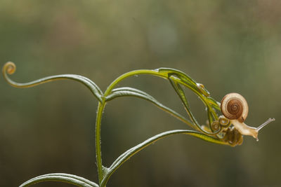 Close-up of snail on plant