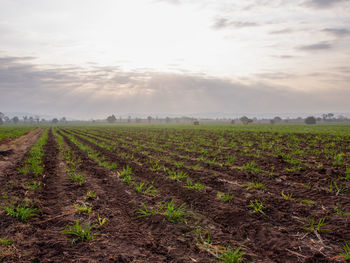 Scenic view of agricultural field against sky