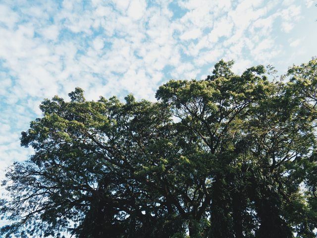 tree, low angle view, sky, growth, tranquility, nature, cloud - sky, branch, beauty in nature, green color, cloud, scenics, tranquil scene, day, outdoors, no people, cloudy, forest, sunlight, high section