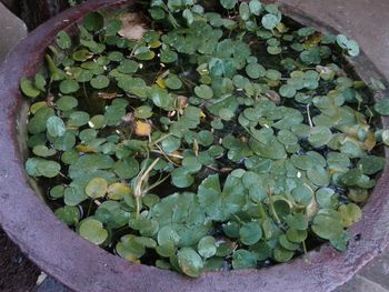 High angle view of potted plants in water